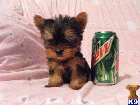 Puppies in Miami